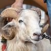 Der Bock der 550.&nbsp;Chilbi lebt in einem Waldshuter Ortsteil.