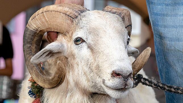 Der Bock der 550.&nbsp;Chilbi lebt in einem Waldshuter Ortsteil.