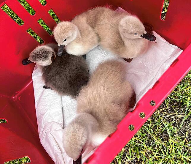 Wenn Entenküken ohne Mutter aufgefunden werden, nimmt die Tierrettung sie mit und zieht sie groß.