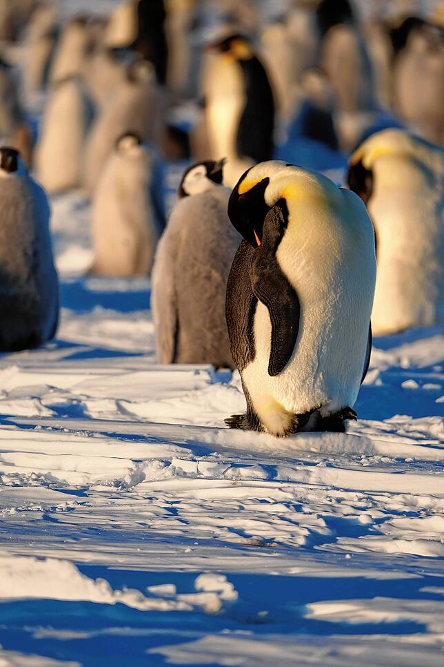 Nicht weit von der Station: Kaiserpinguine so weit das Auge reicht.