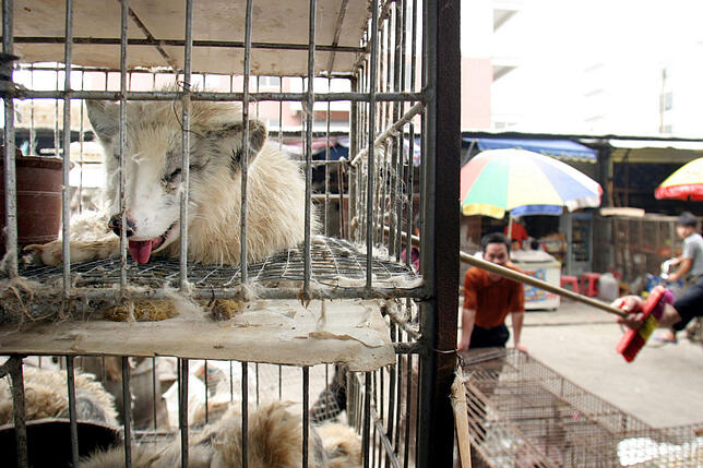 Marderhunde liegen in engen Käfigen auf dem Xin Yuan Markt. Die Tiere werden in der Volksrepublik unter leidvollen Bedingungen ...
