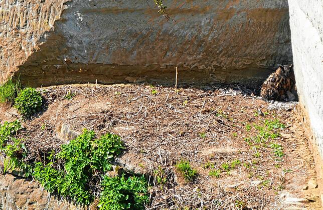 Die Uhu-Mutter sucht in der Frühlingssonne den Schatten, um sich und die Sprösslinge zu schützen. Bild: Hanspeter Walter