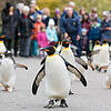 Spaziergang durch den Zoo: Im Herbst und Winter können Zoobesucher in Basel die Pinguine ganz nah erleben. Die Tiere spazieren jeden ...