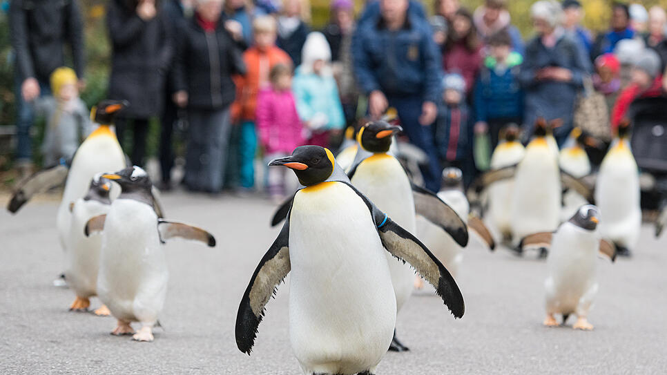 Spaziergang durch den Zoo: Im Herbst und Winter können Zoobesucher in Basel die Pinguine ganz nah erleben. Die Tiere spazieren jeden ...
