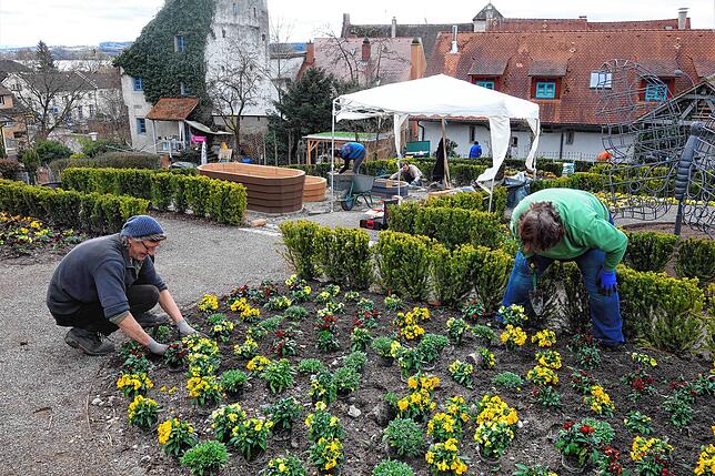 Gute Laune trotz nicht gerade rückenschonender Arbeit haben diese Gartenbauer in den Menzinger Gärten.