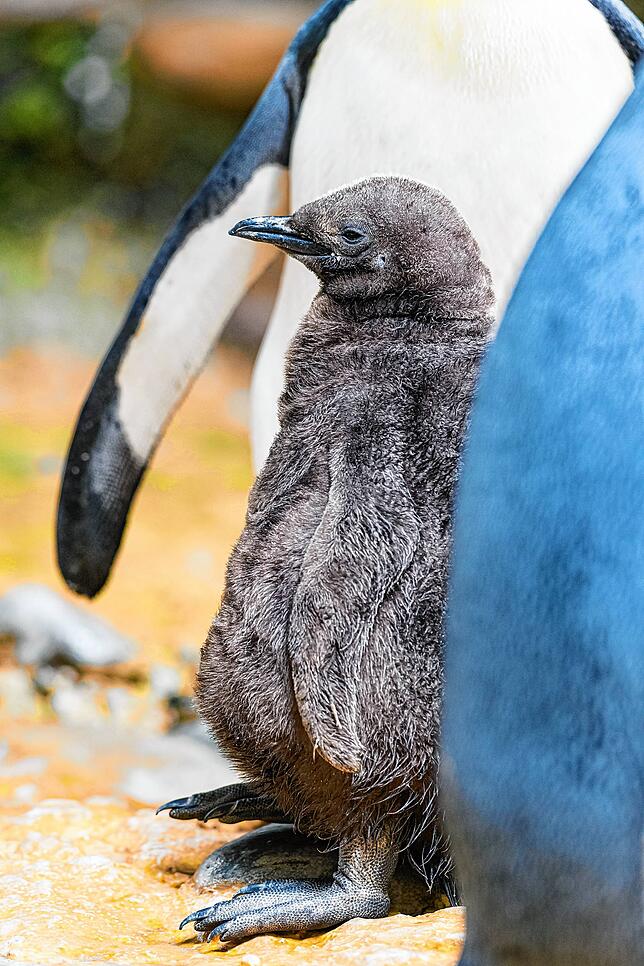 Bild 3: Rosenkrieg auf der Pinguin-Anlage: Dieses Baby ist heiß begehrt