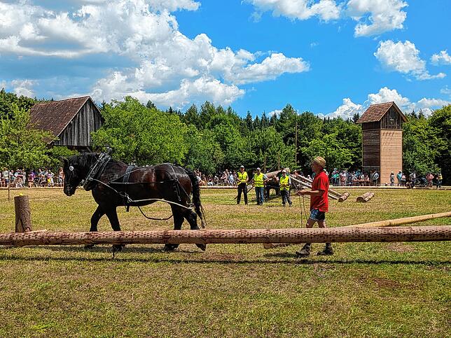 Bild 4: Pferde stehen im Mittelpunkt