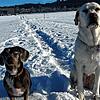Dackel Bonny und Labrador Kira erleben beim Spaziergang eine böse Überraschung.