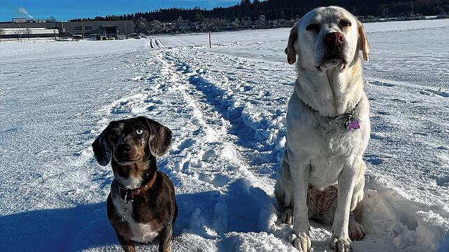 Dackel Bonny und Labrador Kira erleben beim Spaziergang eine böse Überraschung.