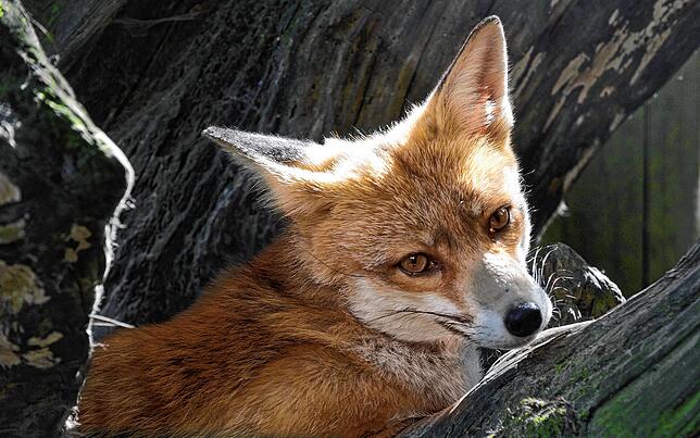 Fleischfresser wie Füchse können den Fuchsbandwurm in sich tragen. Die Eier diese Parasiten können an Bärlauchblättern haften.