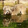 Ein Wolf treibt sich im benachbarten Aargau herum und riss bereits zwei Ziegen. Kann er auch den Rhein durchschwimmen? Experten sagen, ...
