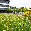 Vor dem Nellenburg-Gymnasium gibt es Blühflächen, die im Rahmen des Förderprogramms „Natur nah dran“ angelegt wurden. Solche Projekte ...