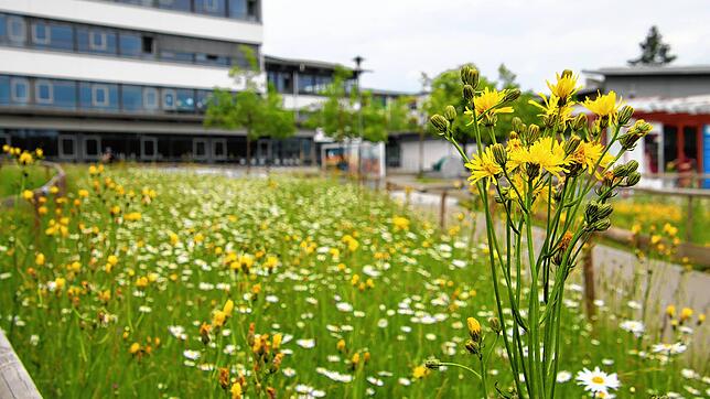 Vor dem Nellenburg-Gymnasium gibt es Blühflächen, die im Rahmen des Förderprogramms „Natur nah dran“ angelegt wurden. Solche Projekte ...