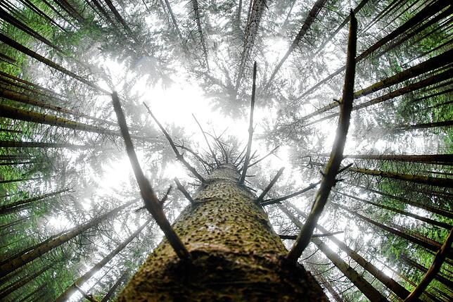 Der Wald muss fit gemacht werden für den Klimawandel. Wie das im Schwarzwald gelingen kann, ist das Thema beim VS-Forum am 14. Oktober ...