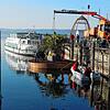 Der Kran setzt die Palme auf die Insel in eine vorbereitete Mulde. Wenn die Mitarbeiter des Bauhofs und der Stadtgärtnerei fertig sind, ...