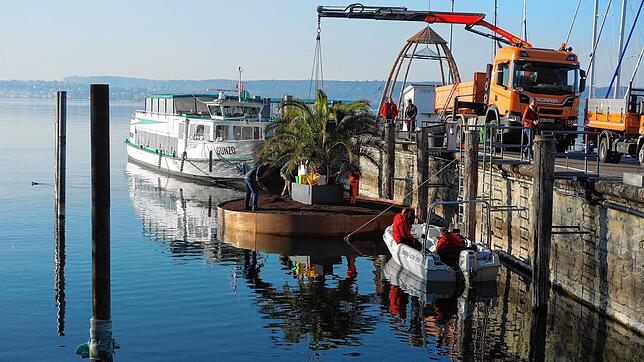 Der Kran setzt die Palme auf die Insel in eine vorbereitete Mulde. Wenn die Mitarbeiter des Bauhofs und der Stadtgärtnerei fertig sind, ...