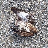 Dieser tote Bussard wurde nach Angaben der Bürgerinitiative am Fuß eines Windrades in Hilpensberg gefunden.
