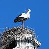 Der Storch genießt vom Nest aus den Weitblick.