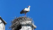Der Storch genießt vom Nest aus den Weitblick.