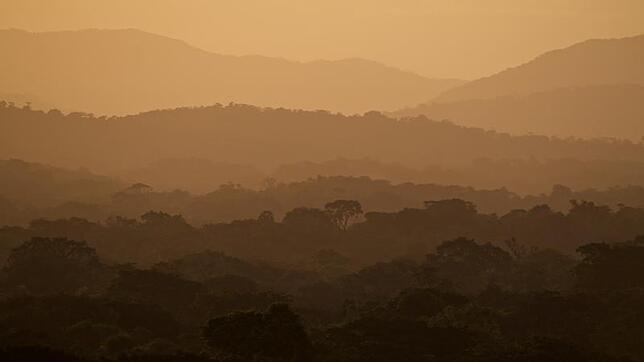 Der ursprüngliche Tropenwald Mata Atlantico geht durch menschliche Umweltzerstörung immer weiter zurück. Im naturnahen Kakaoanbau, dem ...