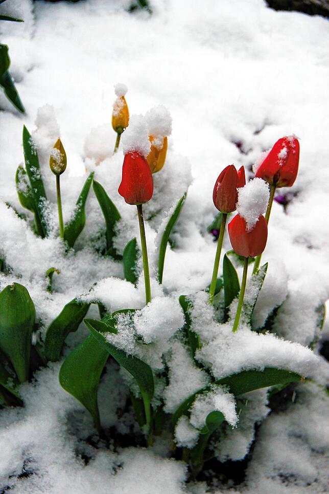 Tulpen im Schnee.
