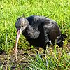 Steia ist einer der Jungvögel dieses Jahres und hat die Nummer 499. Inzwischen ist er mit einer Gruppe bei Chur unterwegs nach Süden.
