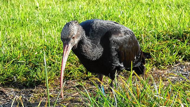 Steia ist einer der Jungvögel dieses Jahres und hat die Nummer 499. Inzwischen ist er mit einer Gruppe bei Chur unterwegs nach Süden.
