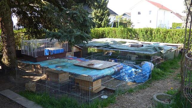 Im Garten von Helga und Christian Weißkopf in Ahausen haben die Igel überwintert, nun sollen sie nach und nach ausgewildert werden.