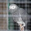 Mitten im Stadtgarten steht die Voliere mit exotischen Vögeln. Unter anderem ist ein Graupapagei hinter Gittern zu sehen. Manche ...