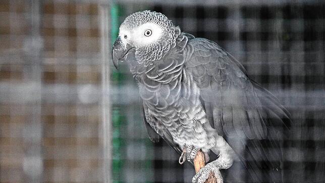 Mitten im Stadtgarten steht die Voliere mit exotischen Vögeln. Unter anderem ist ein Graupapagei hinter Gittern zu sehen. Manche ...