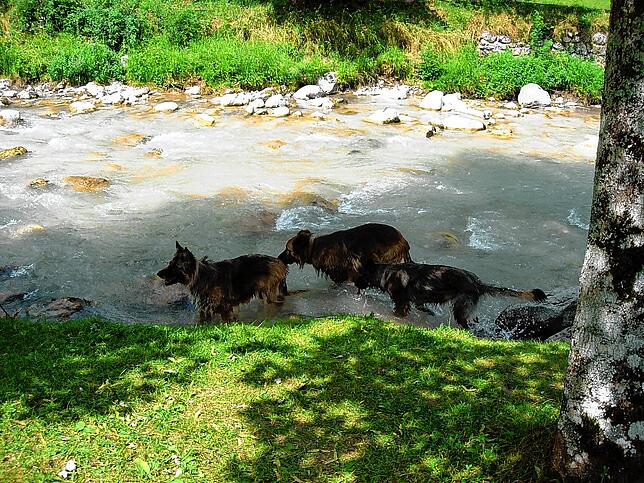 Ab in den Bach! Hunden tut die Abkühlung gut.