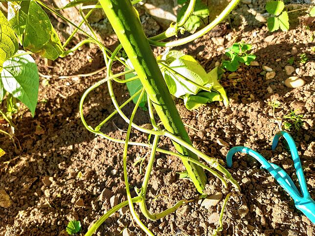 Der Boden im Garten sollte regelmäßig aufgelockert werden. (Symbolbild)