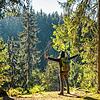 Damit der doppelstädtische Wald in seiner ganzen Artenvielfalt erhalten bleibt, hat das Forstamt das Projekt Bio-Wild realisiert und ...