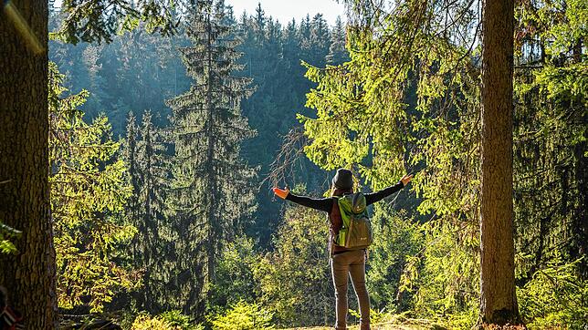 Damit der doppelstädtische Wald in seiner ganzen Artenvielfalt erhalten bleibt, hat das Forstamt das Projekt Bio-Wild realisiert und ...