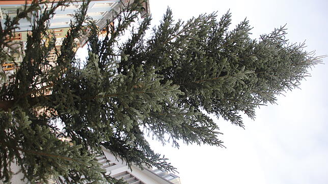 Bild 2: Hau ruck, oder: Voller Einsatz am Baum