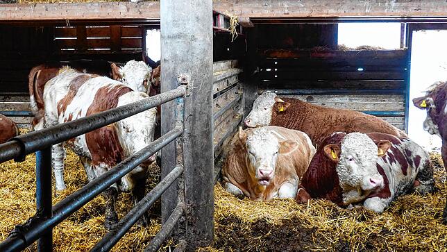 Die Kühe im Stall von Landwirt Thomas Meyer in Hüfingen.