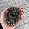 Naomi: So hieß dieser kleine Zögling der Eigeltinger Igelhilfe, über den der SÜDKRUIER im November berichtet. Bild: Igelhilfe