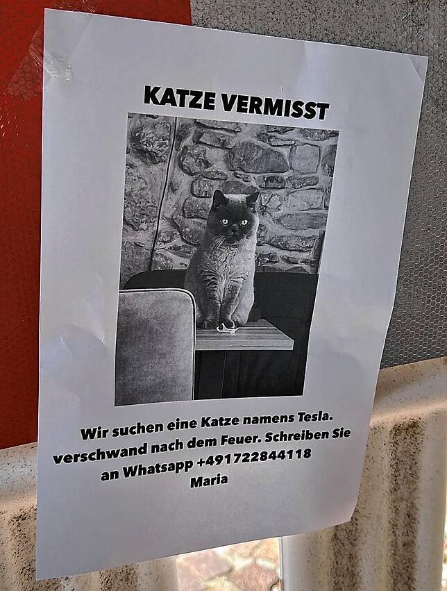 Mit diesem Foto von Tesla sucht Maria nach ihrer verschwundenen Katze. 1000 Kopien hat sie mittlerweile von der Suchanzeige erstellt.