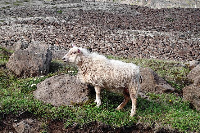 Jede Menge Tiere – darunter viele Schafe – leben in Island.