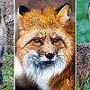 Wildschwein, Fuchs und Hase: Während Wildschweine gute Schwimmer sind und Füchse in Extremsituationen schon mal auf einen Baum klettern ...