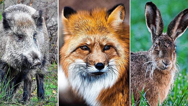 Wildschwein, Fuchs und Hase: Während Wildschweine gute Schwimmer sind und Füchse in Extremsituationen schon mal auf einen Baum klettern ...