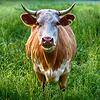 Das Forum Pro Schwarzwaldbauern will weniger Fremdbestimmung über seinen Berufsstand und den Wandel in der Landwirtschaft mitgestalten.