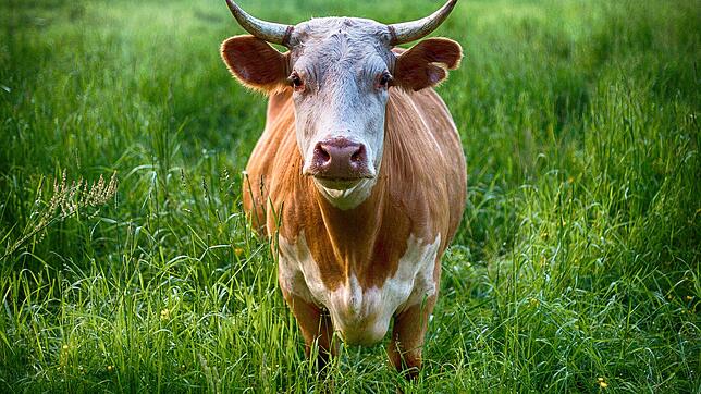 Das Forum Pro Schwarzwaldbauern will weniger Fremdbestimmung über seinen Berufsstand und den Wandel in der Landwirtschaft mitgestalten.
