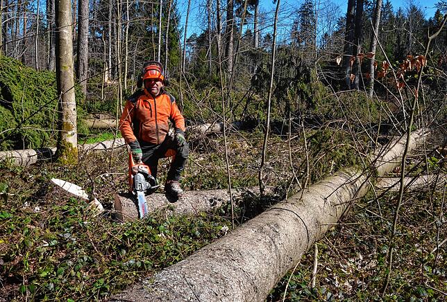 Bild 11: Wenn der Wald aufgeräumt wird: So laufen die Arbeiten im Gehau im Süden Markdorfs ab