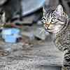 In Schutt und Schrott leben sie und haben kein zu Hause: Streunerkatzen sind oft schwierigen Bedingungen ausgesetzt.