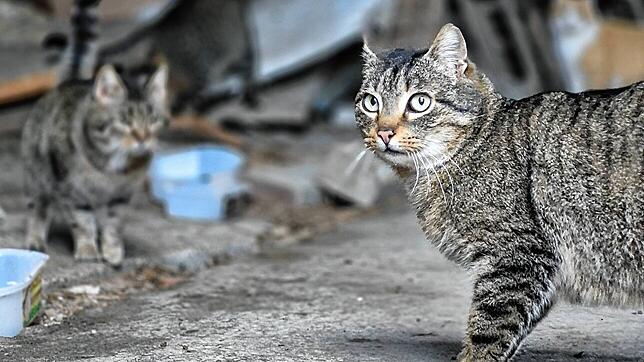In Schutt und Schrott leben sie und haben kein zu Hause: Streunerkatzen sind oft schwierigen Bedingungen ausgesetzt.