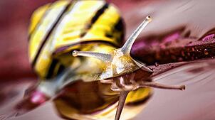 Bringt uns etwa eine Schnecke die Lösung im Kampf gegen den Krebs? Unterschätzen sollte man Orchideenfächer wie die Malakologie ...