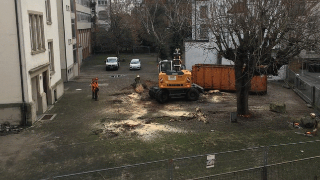 Auf dem Gelände der ehemaligen Mädchenschule Zoffingen wurden für den Bau eines Pflegeheims am 15. Januar 2019 vier Kastanien gefällt. ...