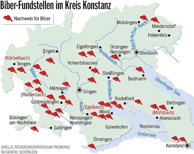 Bild 1: Es gibt wieder Biber im Südwesten: Ein Rückkehrer beißt sich durch