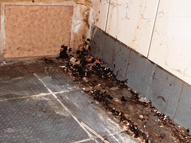 Aus dem Archiv des Veterinäramtes: Eine Rattentoilette hat in den Räumen einer Gastronomie nichts verloren.